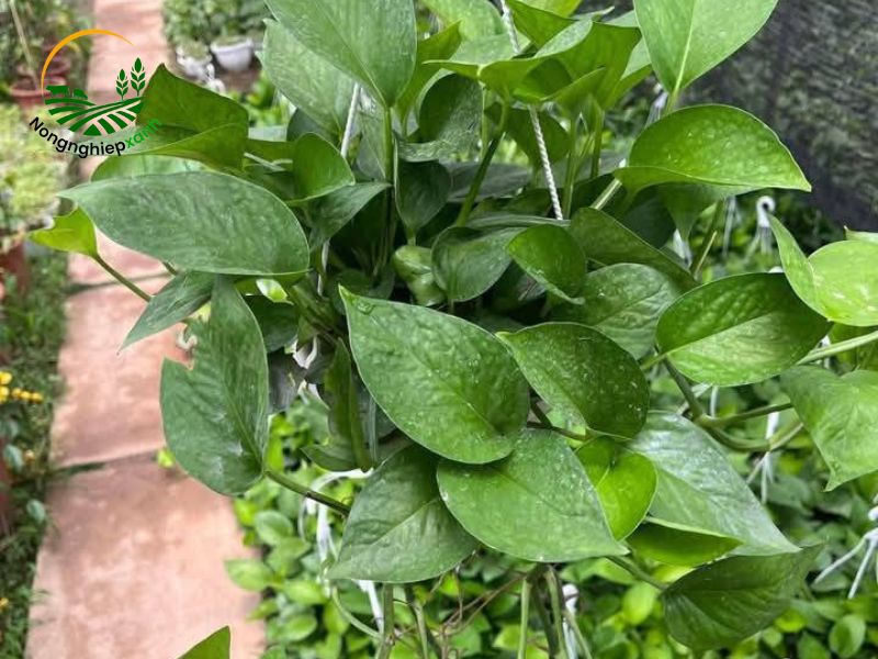 Giới thiệu về cây trầu bà