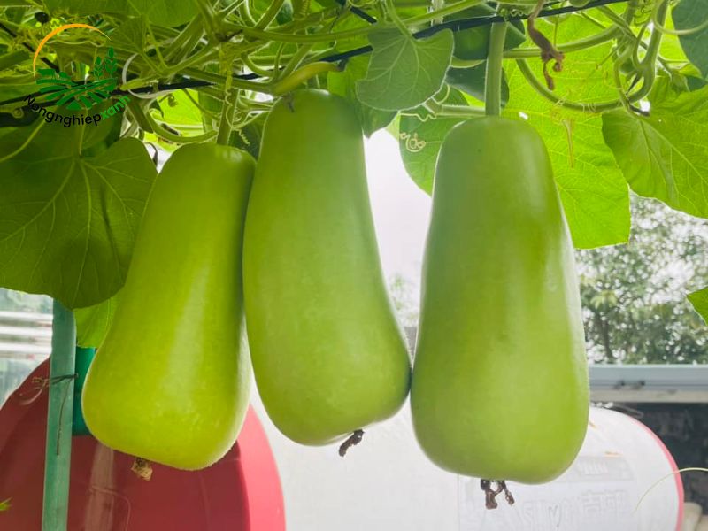 giống bầu sai quả