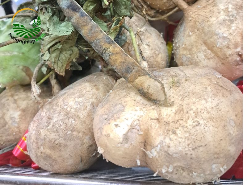 giống củ đậu ngọt