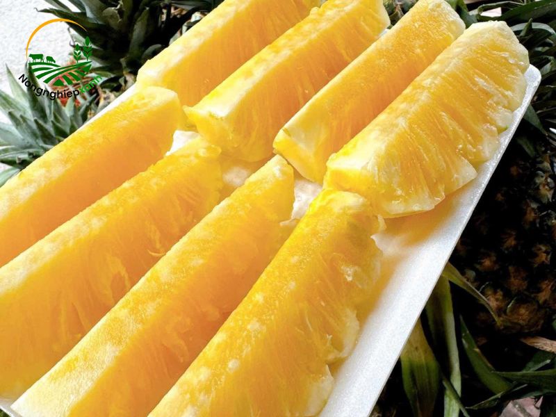 giống dứa tốt