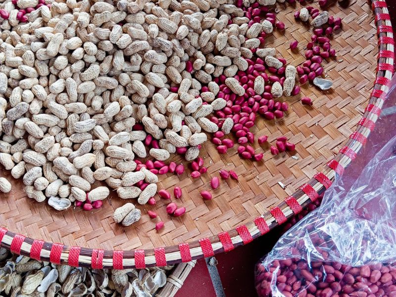 giống lạc chất lượng