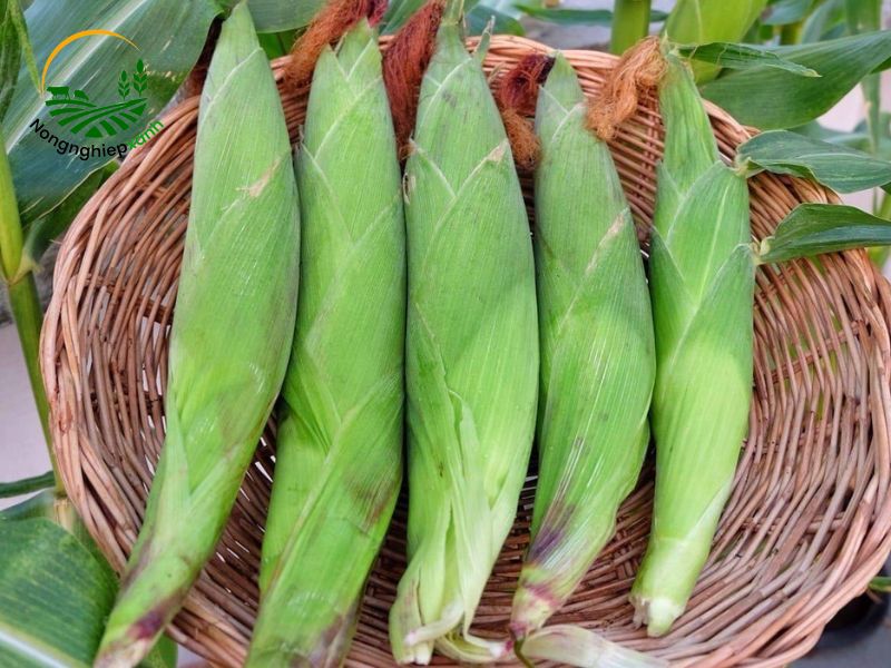 Giống ngô có năng suất cao