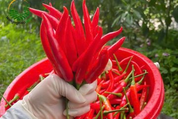 Đặc điểm giống ớt chỉ thiên