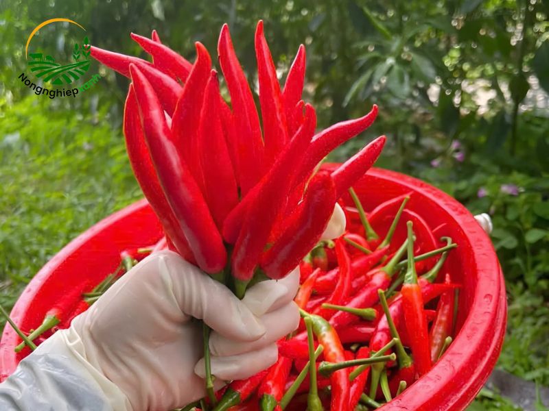 Đặc điểm giống ớt chỉ thiên