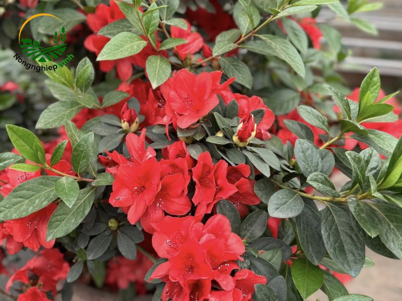 hoa đỗ quyên