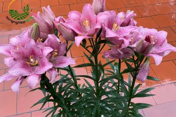 Cách Trồng Hoa Ly Trong Chậu Từ Củ Sạch Bệnh, Không Thối