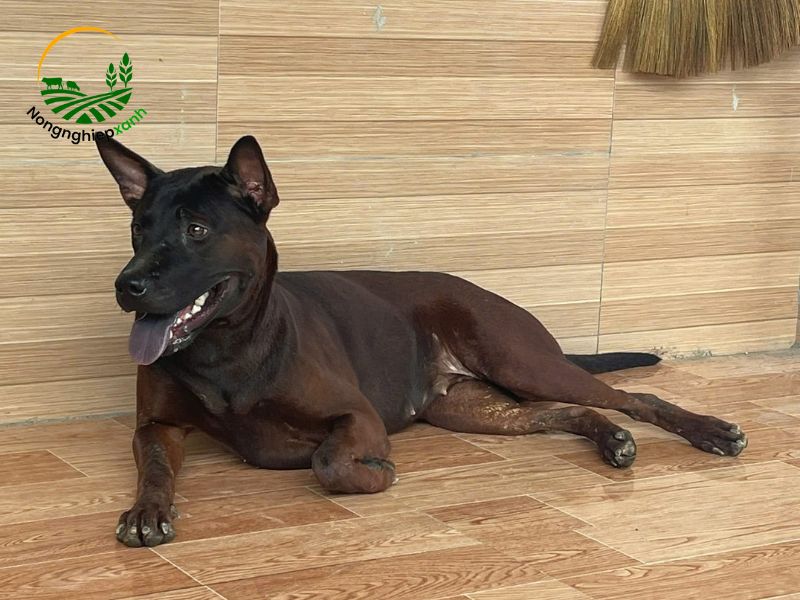 Kỹ thuật huấn luyện chó giữ nhà cơ bản