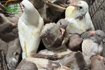 Khi nào nên tách đàn chim bồ câu non?