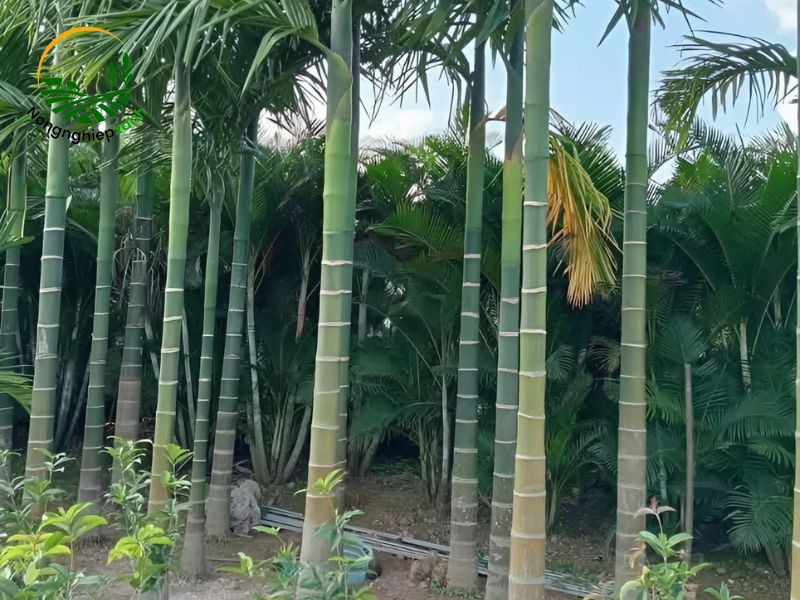 Khoảng cách trồng cau hợp lý