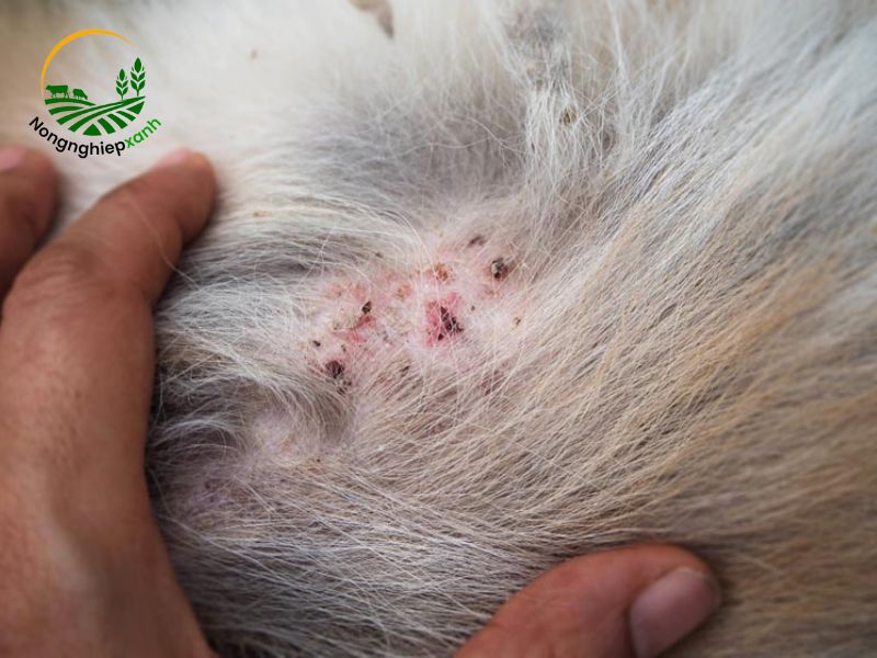 Ký sinh trùng ngoài da – Gây ngứa ngáy và biếng ăn