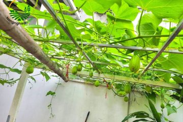 Kỹ thuật chăm sóc cây su su