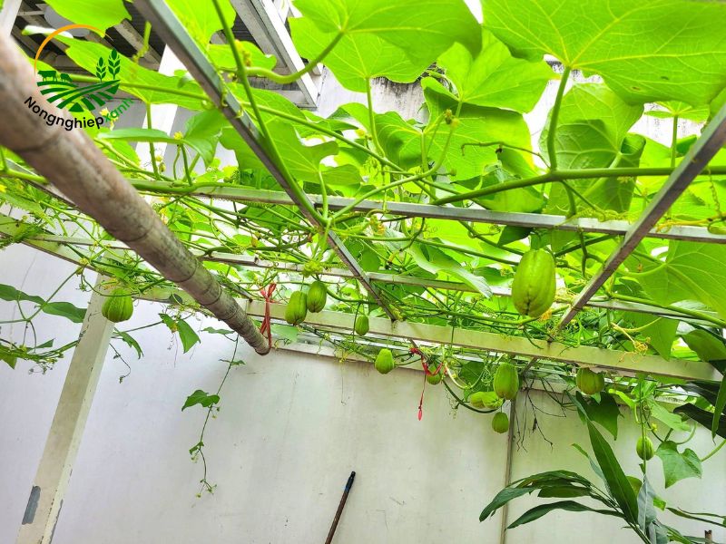 Kỹ thuật chăm sóc cây su su