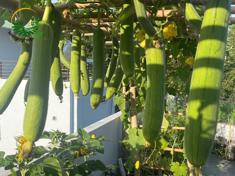 Kỹ thuật chăm sóc giúp mướp sai quả