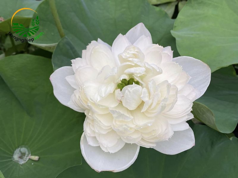 Kỹ thuật giúp sen nước ra hoa to