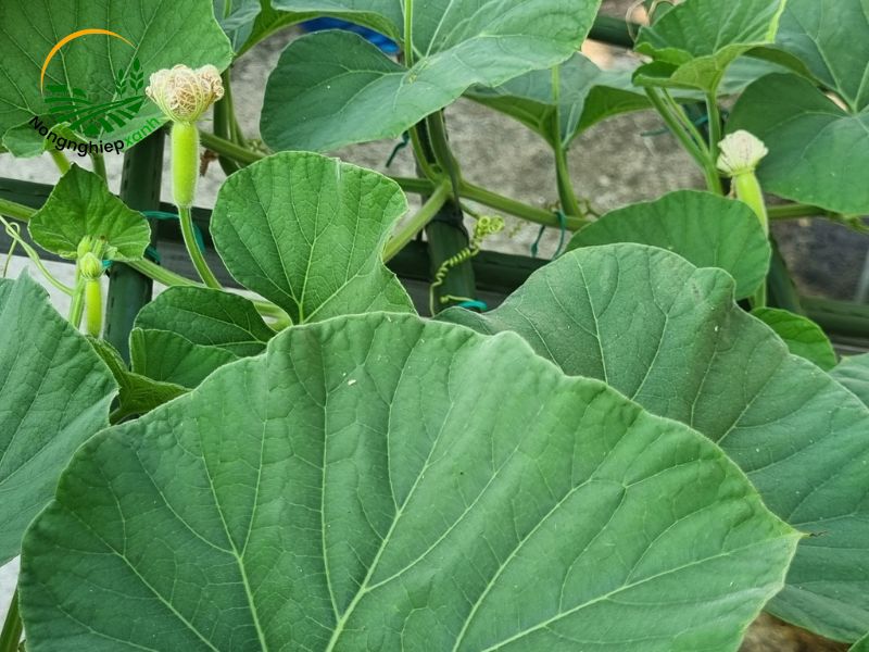 kỹ thuật trồng bầu