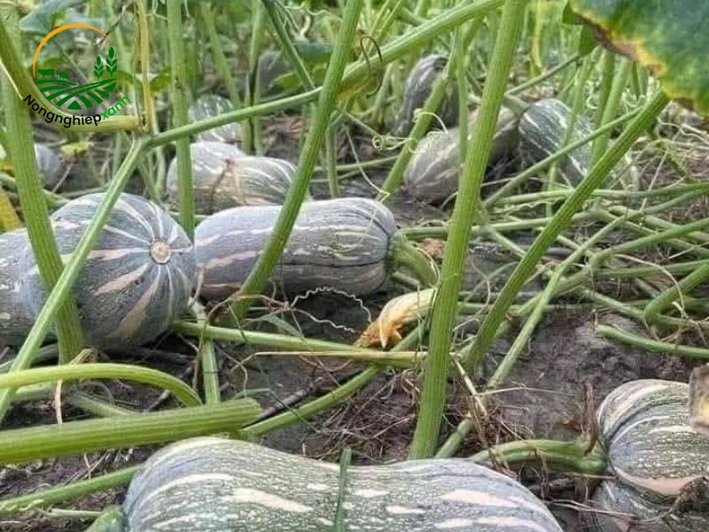 Kỹ thuật trồng bí đỏ lấy quả hiệu quả