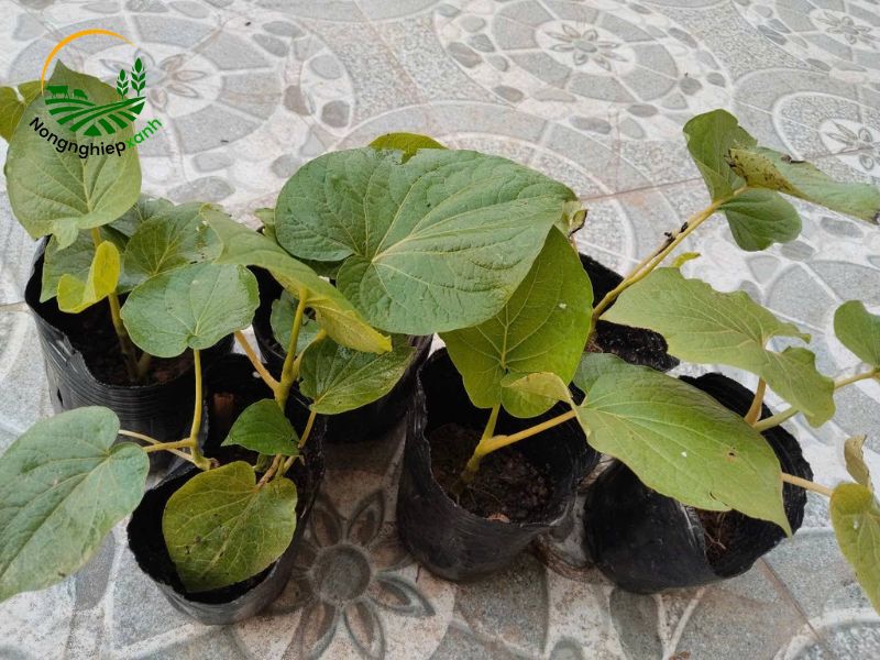 Kỹ thuật trồng cây dổi ăn lá