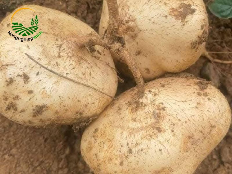 Kỹ thuật trồng củ đậu