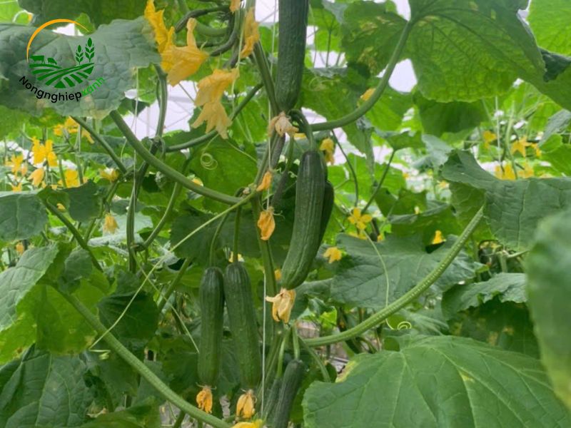 Kỹ thuật trồng dưa chuột