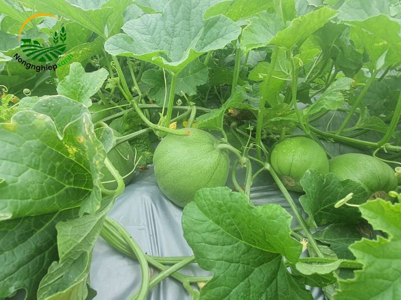 Kỹ thuật trồng dưa lê