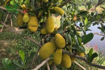 Kỹ thuật trồng mít ruột đỏ