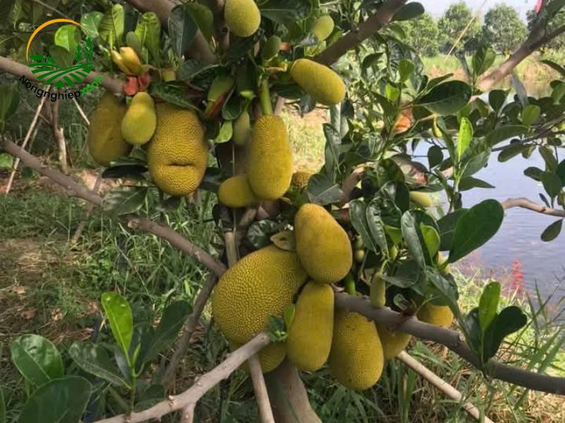Kỹ thuật trồng mít ruột đỏ