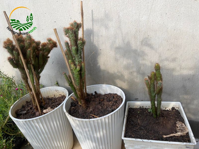 Kỹ thuật trồng xương rồng nhánh con vào chậu