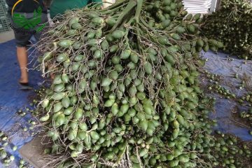 Kỹ thuật xử lý ra hoa, đậu quả cau sớm