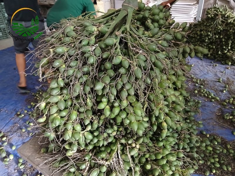 Kỹ thuật xử lý ra hoa, đậu quả cau sớm