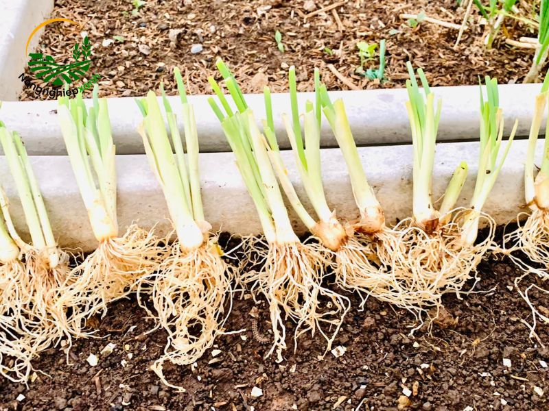 Mẹo giúp lá hành to, dài, ít sâu bệnh