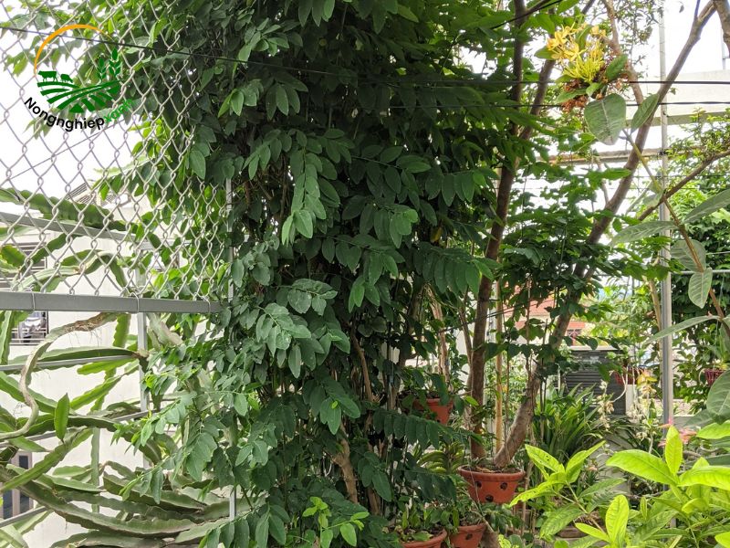 Mẹo giúp rau ngót giâm cành không bị héo