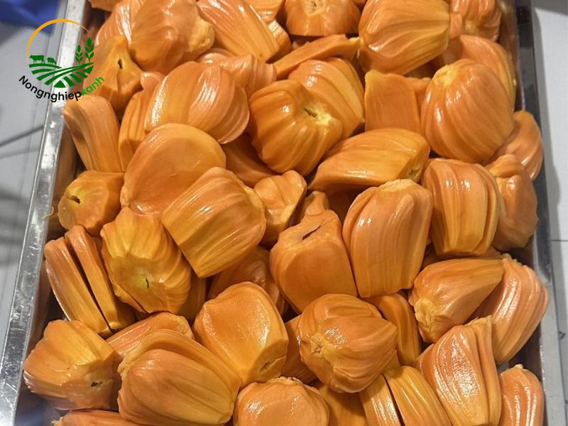 mít ruột đỏ