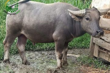 Nên chọn trâu bao nhiêu tuổi là tốt nhất?