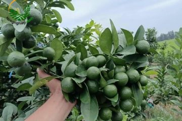 Nên trồng loại chanh nào