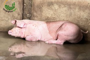 Nhận biết heo bị bệnh sớm giúp giảm thiệt hại trong chăn nuôi