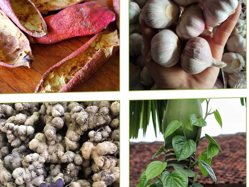 Những bài thuốc nam phòng trị bệnh hiệu quả cho vật nuôi