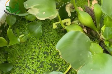 nuôi bèo tấm
