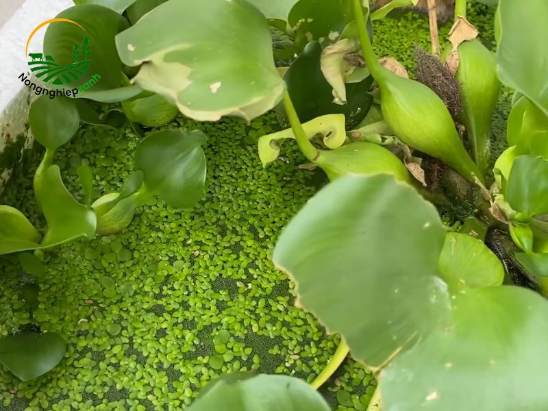 nuôi bèo tấm