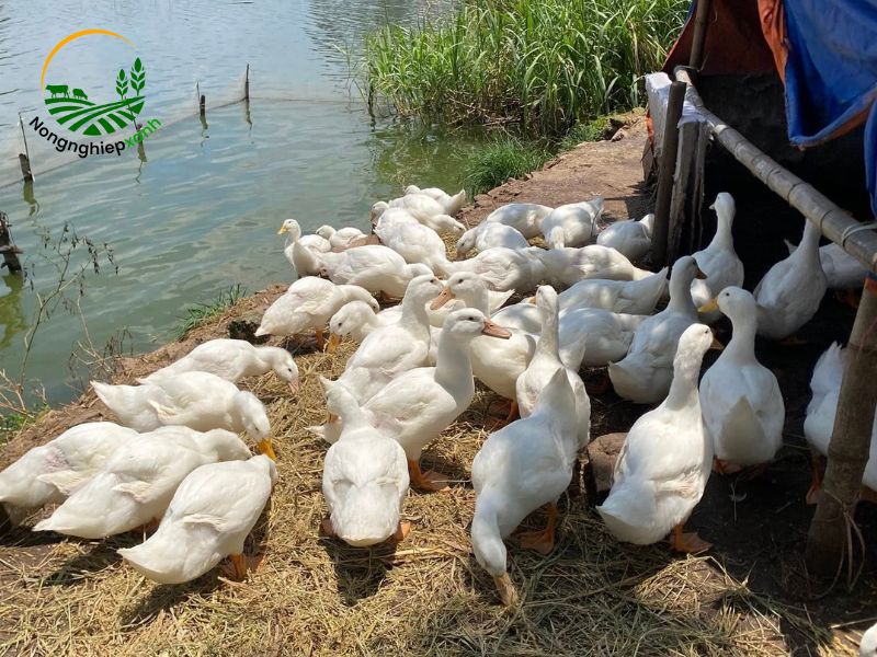 Ưu điểm của mô hình nuôi vịt thả vườn