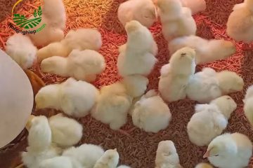 Tránh ngay 5 sai lầm này khi úm gà Đông Tảo