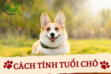 Tại sao cần biết cách tính tuổi chó?