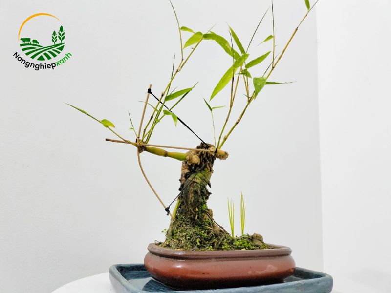 tạo dáng tre bonsai