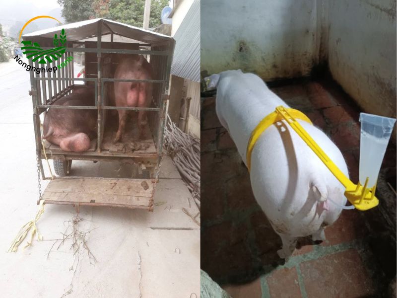 Thời điểm phối giống heo