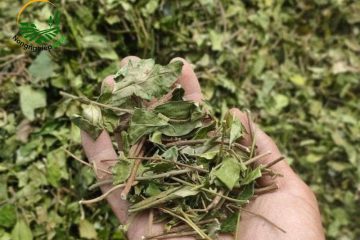 Thuốc nam cho vật nuôi
