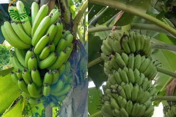 Tỉa chồi, tạo tán và xử lý thời điểm trổ buồng chuối