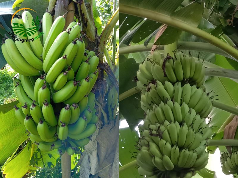 Tỉa chồi, tạo tán và xử lý thời điểm trổ buồng chuối