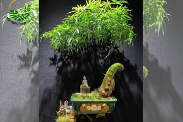 tre bonsai