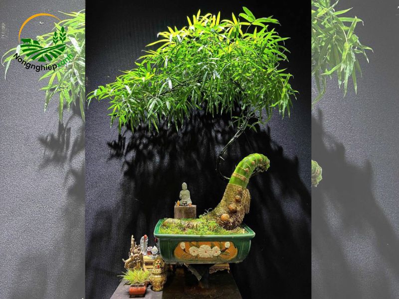 tre bonsai