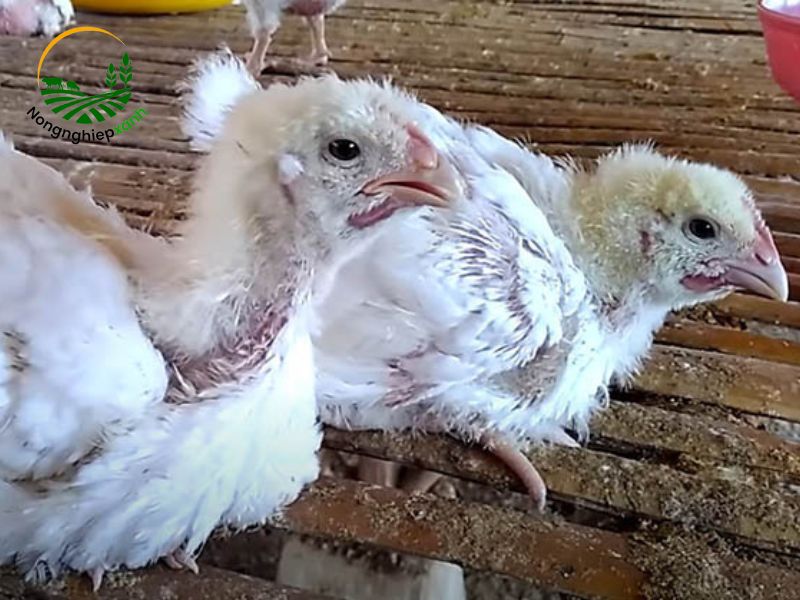 Triệu chứng nhận biết bệnh đậu gà