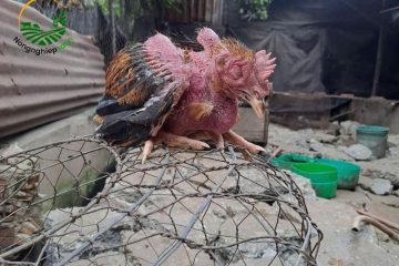 10 Triệu chứng gà bệnh nguy hiểm